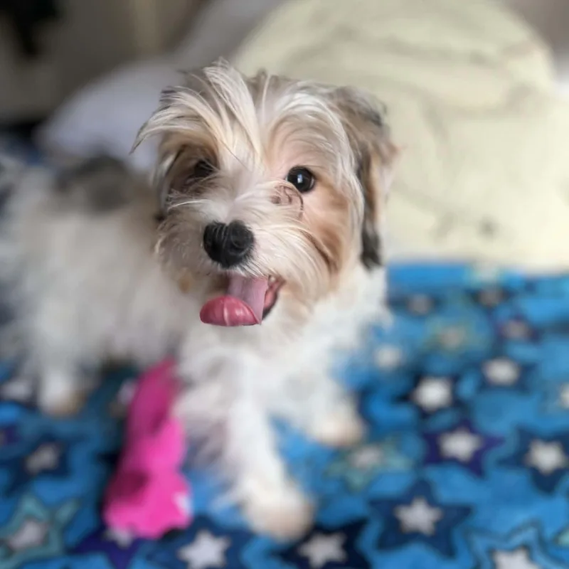 A young small-sized male Tricolor (Brown, Black, & White) Yorkshire Terrier dog named Bailey for adoption in Rancho Santa Fe, CA