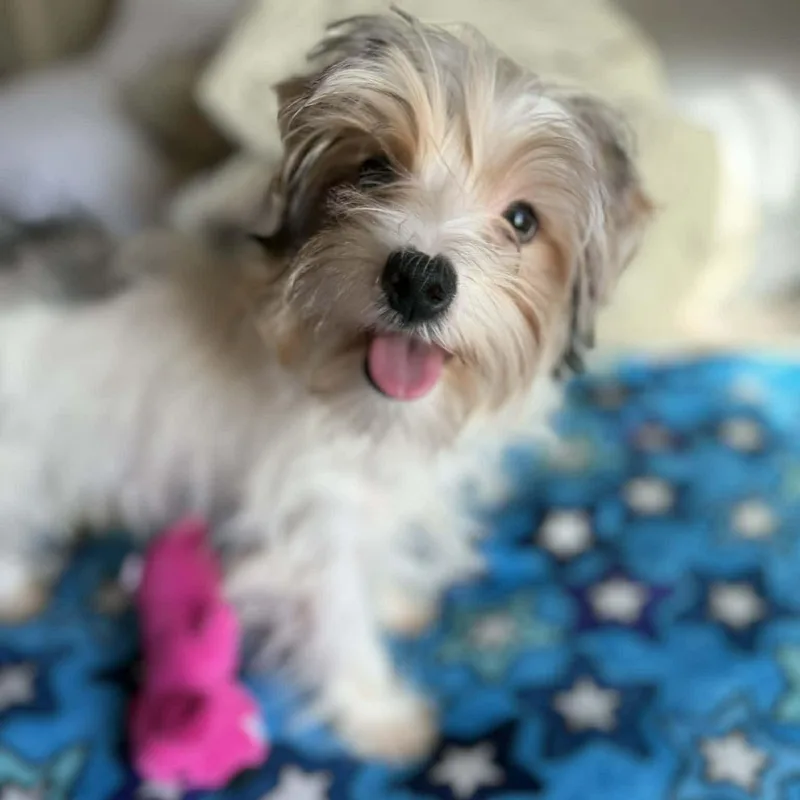Bailey thumbnail 2