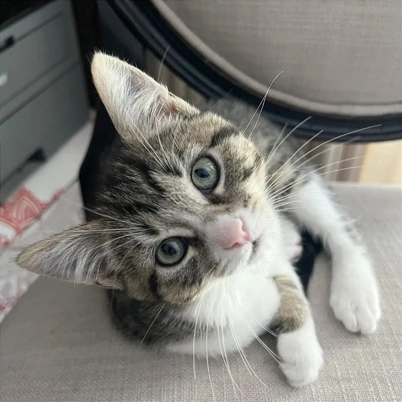 A baby small-sized female Gray / Blue / Silver Domestic Short Hair cat named A Asteroid for adoption in Pleasant Hill, CA