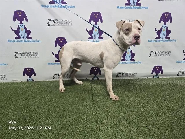A young medium-sized male Pit Bull Terrier dog named Big Ben for adoption in Orlando, FL