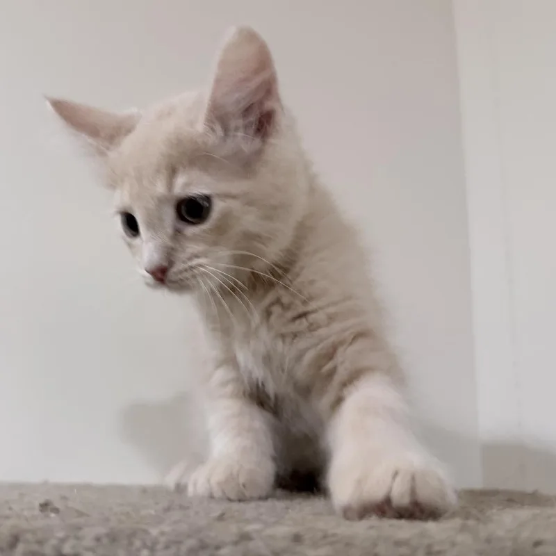 A baby small-sized male Domestic Short Hair cat named Gingerbread for adoption in Woodstock, GA