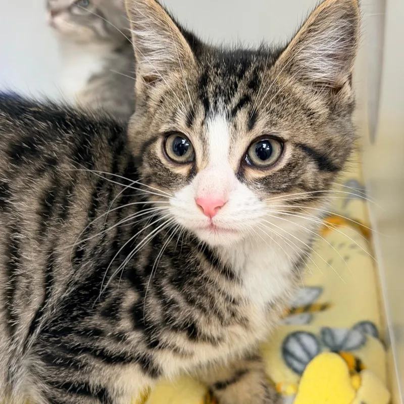 A baby small-sized male Brown / Chocolate Domestic Short Hair cat named Ink for adoption in Champaign, IL