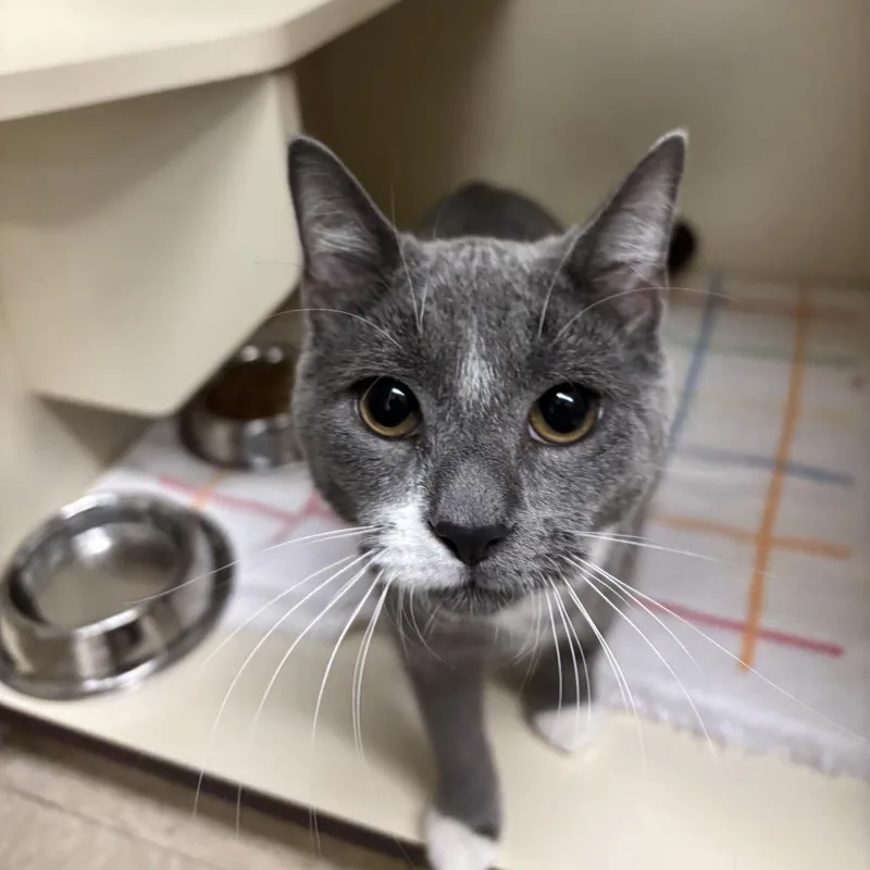 A young medium-sized female Gray / Blue / Silver Domestic Short Hair cat named Thistle for adoption in Waynesboro, PA