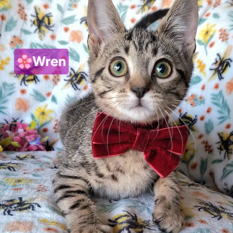 A baby small-sized female Tabby (Buff / Tan / Fawn) Domestic Short Hair cat named Wren for adoption in Yorba Linda, CA
