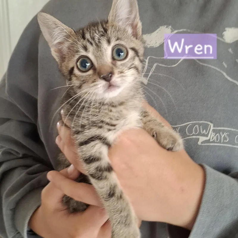 Wren thumbnail 3