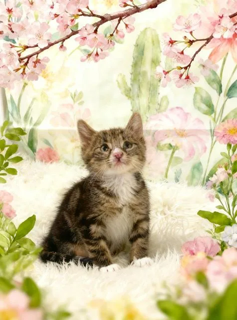 A baby small-sized male Domestic Medium Hair cat named Nomad for adoption in Tehachapi, CA