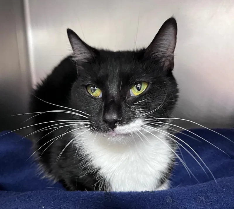 A young medium-sized female Domestic Short Hair cat named Wendy's for adoption in Cincinnati, OH