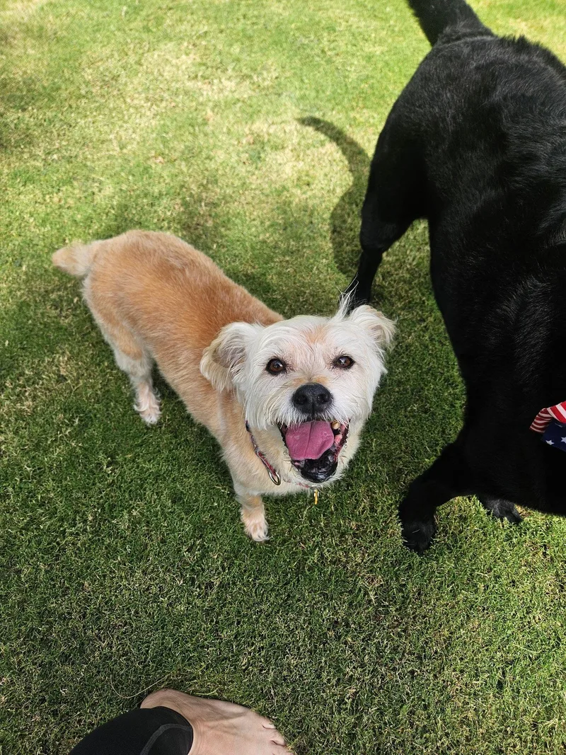 An adult medium-sized female Wheaten Terrier dog named LexiWheaten for adoption in Glendale, AZ