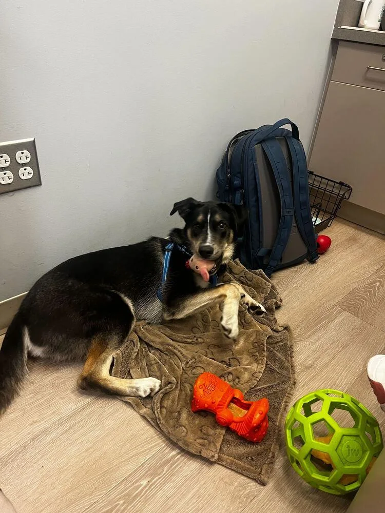 Honeysuckle thumbnail 3