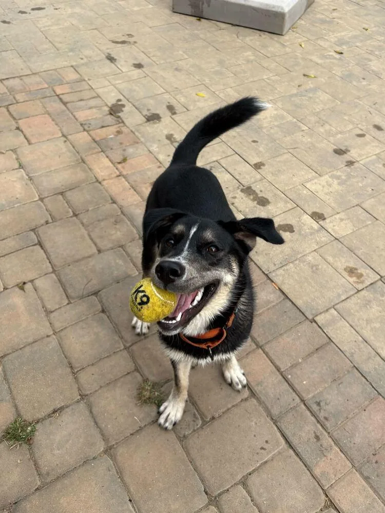 Honeysuckle thumbnail 6