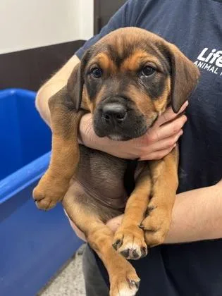 A baby small-sized female Mixed Breed dog named Poblano for adoption in Atlanta, GA