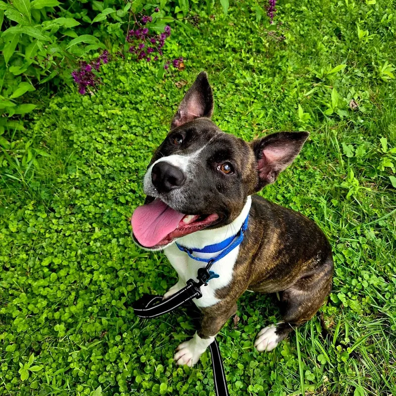 A young medium-sized male Bicolor Pit Bull Terrier dog named Blast for adoption in Warren, OH