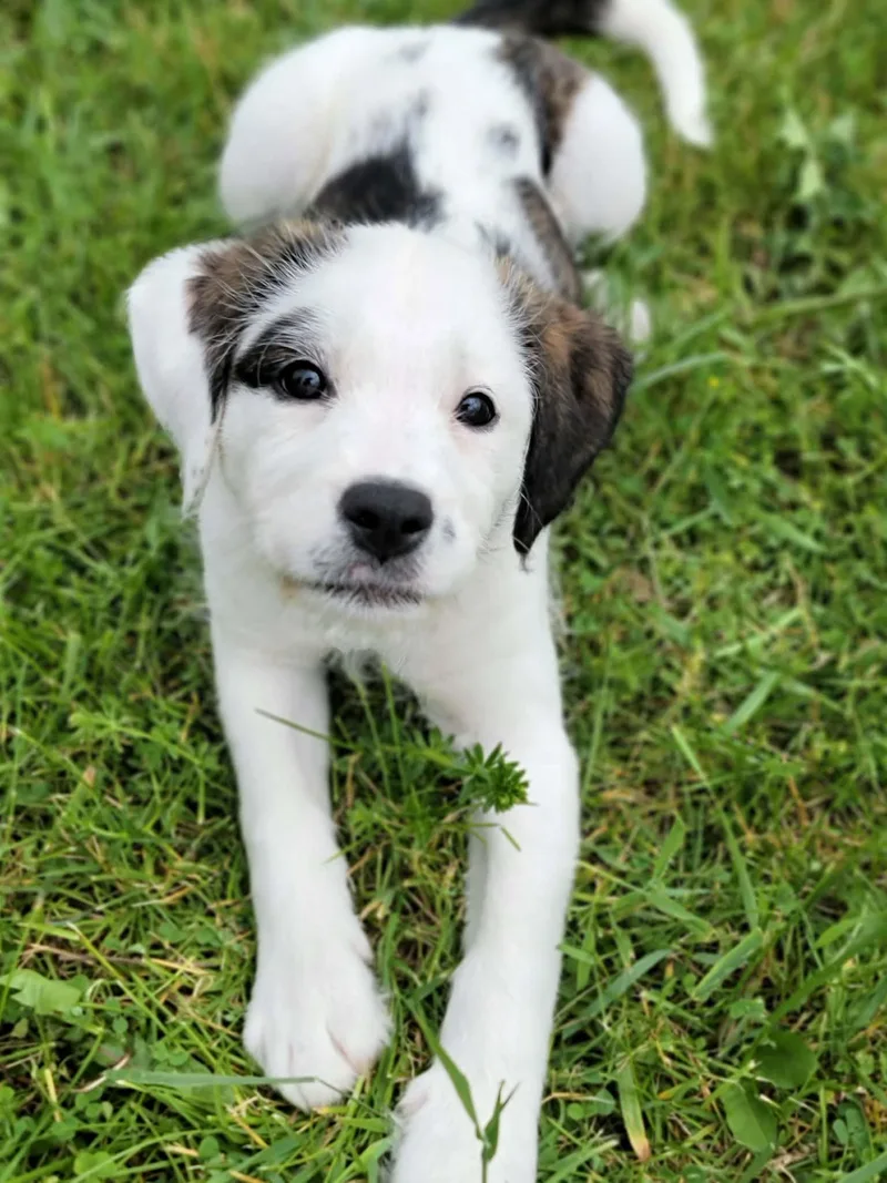 A baby medium-sized female Bernadoodle dog named Syna for adoption in Hornell, NY