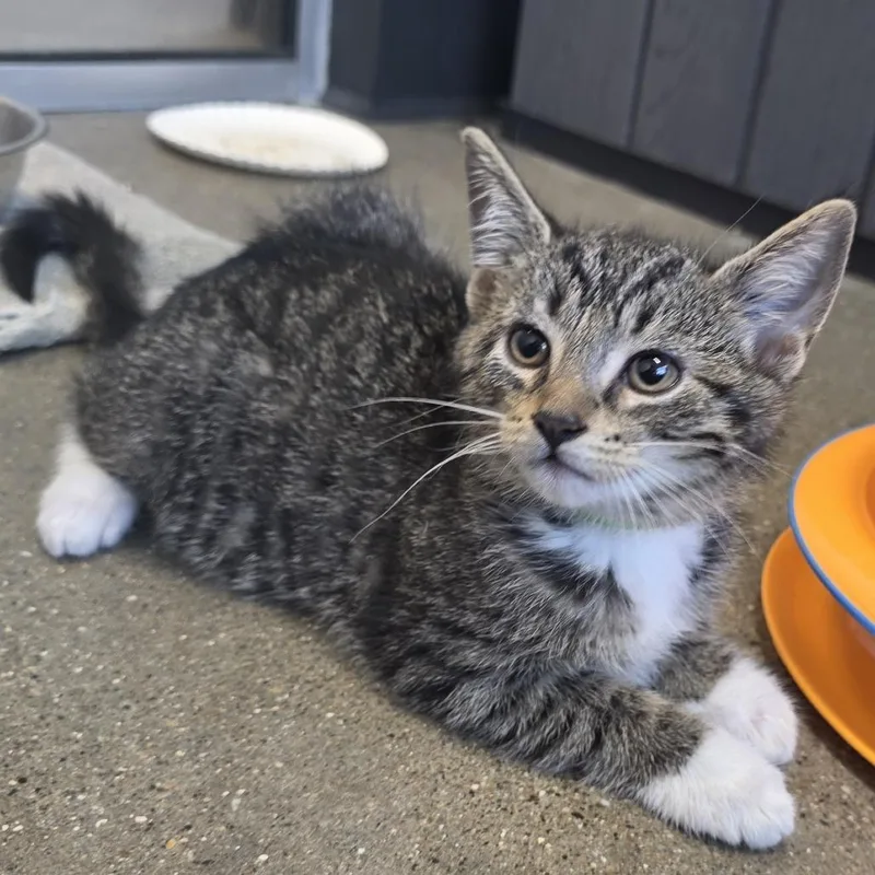 A baby small-sized male Brown / Chocolate Domestic Short Hair cat named Oreo for adoption in Fort Wayne, IN