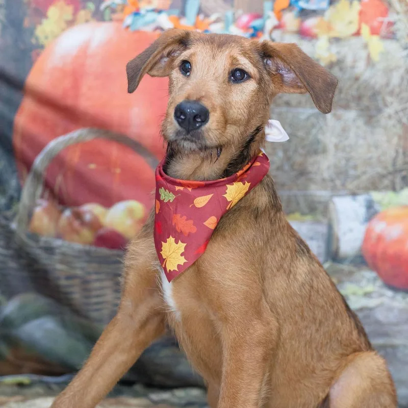A baby medium-sized male Brown / Chocolate Airedale Terrier dog named Charlie for adoption in Wiggins, MS