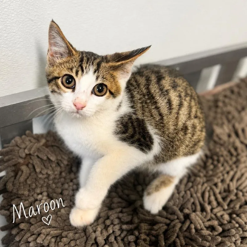 A baby small-sized male Brown / Chocolate Domestic Short Hair cat named Maroon for adoption in Brownsboro, AL