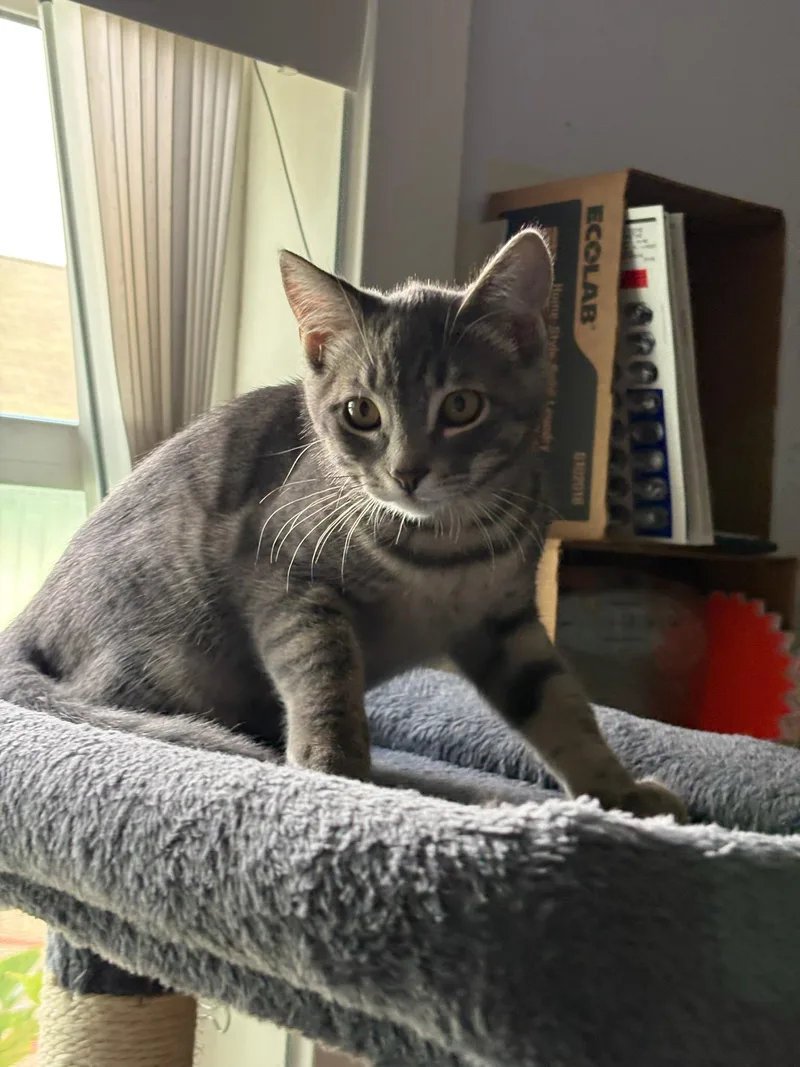 A baby medium-sized male Domestic Short Hair cat named Scrappy for adoption in Rochester, WA
