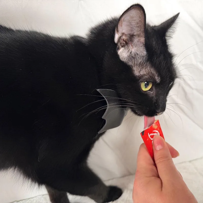 An adult large-sized male Domestic Short Hair cat named Eeyore for adoption in Johnson City, TN