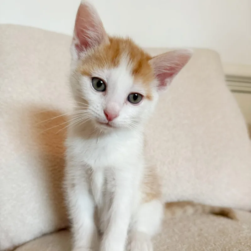 A baby small-sized male Orange / Red Domestic Short Hair cat named Sherbet AKA Max for adoption in Chesapeake, VA