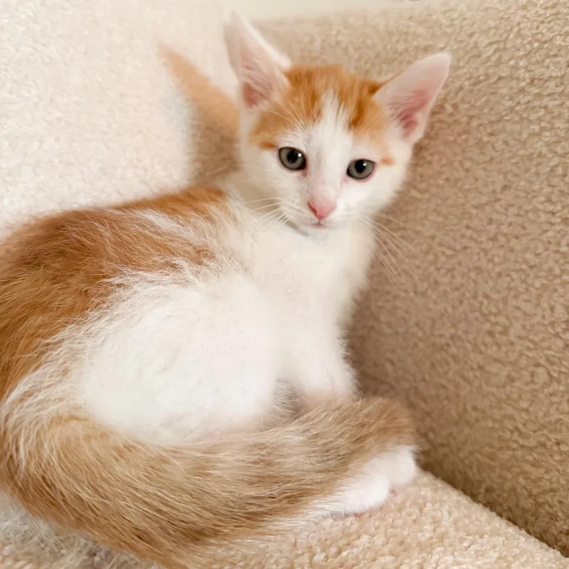 Sherbet AKA Max thumbnail 2