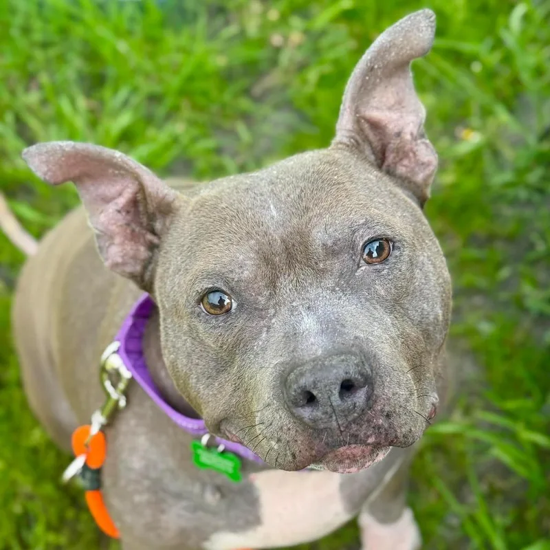 An adult medium-sized female Gray / Blue / Silver Pit Bull Terrier dog named Minerva for adoption in Tacoma, WA