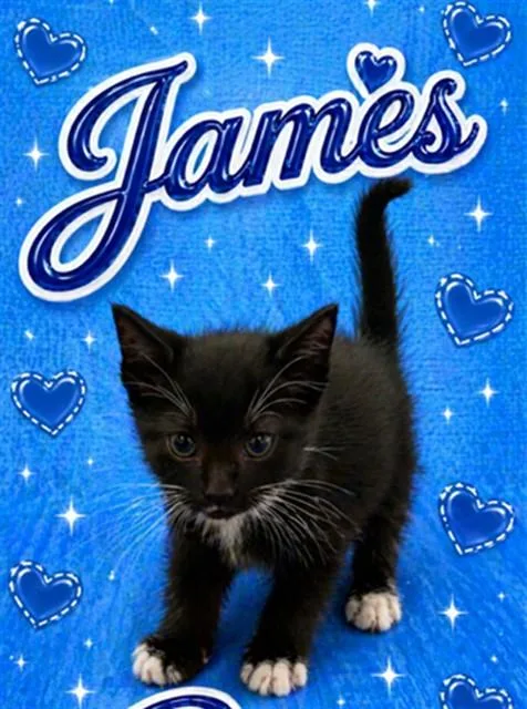 A baby small-sized male Domestic Short Hair cat named James for adoption in Statesville, NC