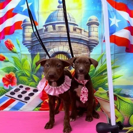 A baby medium-sized male Brown / Chocolate Mixed Breed dog named Ken for adoption in Fairfax Station, VA