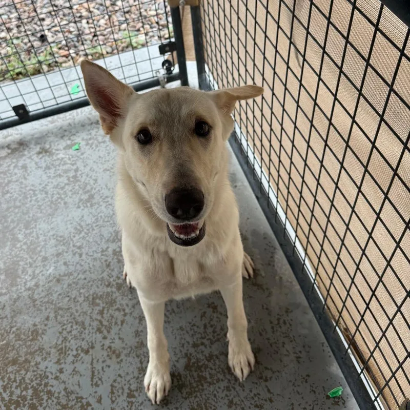 An adult medium-sized female Apricot / Beige German Shepherd Dog dog named Goldie for adoption in Casa Grande, AZ