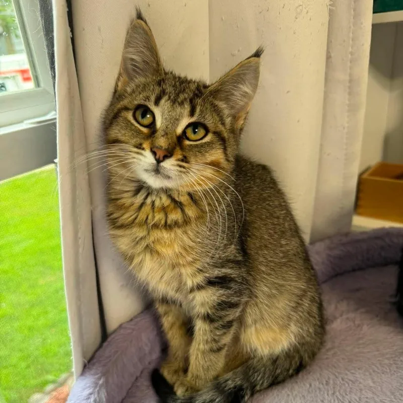 A baby small-sized male Brown / Chocolate Domestic Short Hair cat named Oleander for adoption in Plainfield, IL