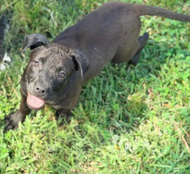 A baby medium-sized male Labrador Retriever dog named Tink for adoption in North Syracuse, NY