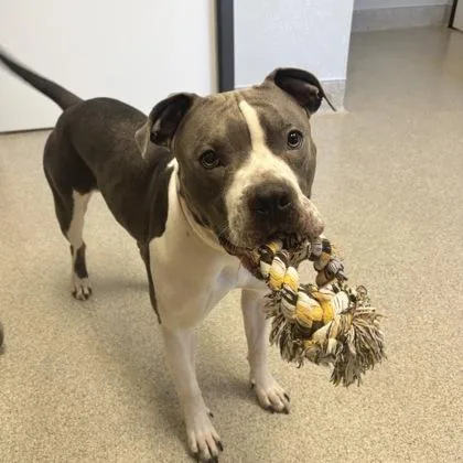 An adult large-sized male Gray / Blue / Silver Mixed Breed dog named Bailey Beluga for adoption in Lansing, MI