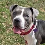 Bailey Beluga thumbnail 2
