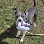 Bailey Beluga thumbnail 3
