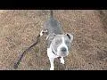 Bailey Beluga thumbnail 4