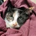 A young small-sized female Calico Domestic Short Hair cat named Nina for adoption in Pasadena, CA