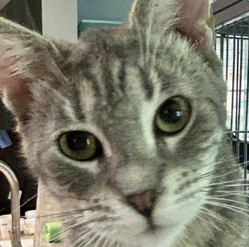 Silver Tiger
