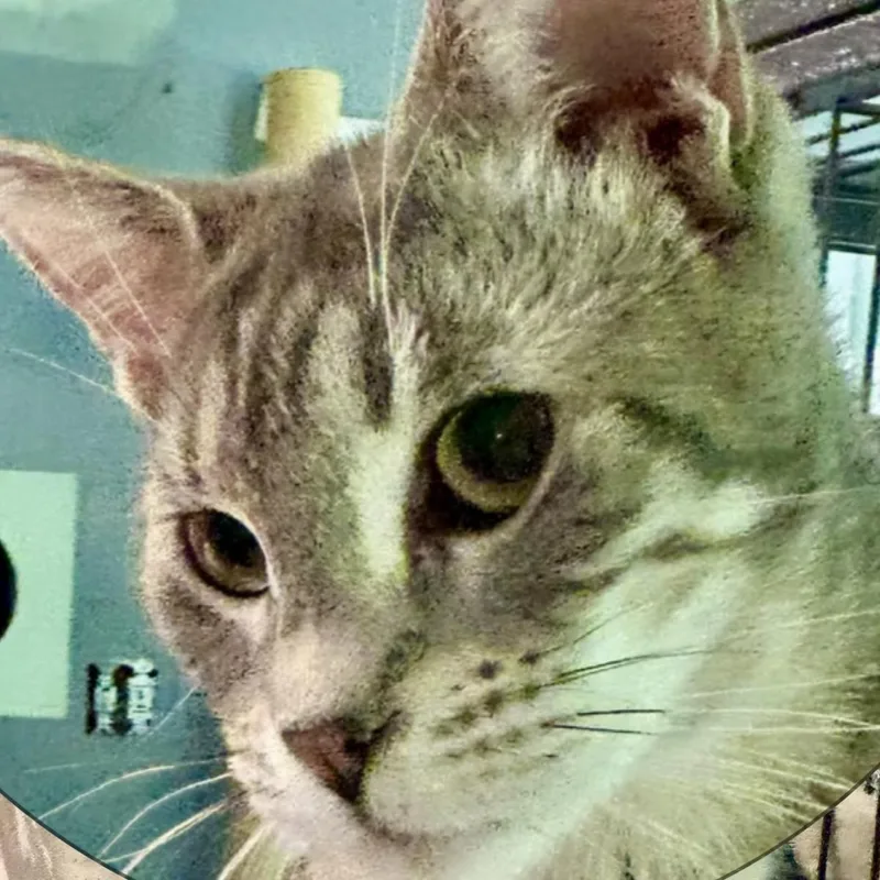Silver Tiger thumbnail 2