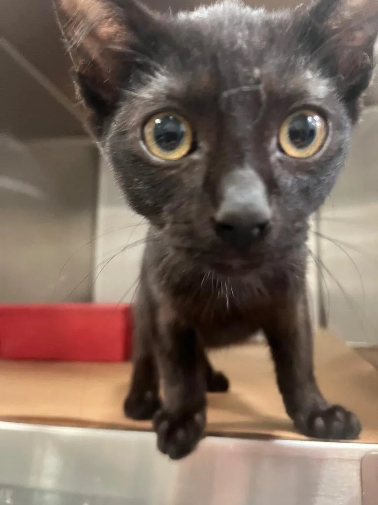 A baby large-sized male Domestic Short Hair cat named Bambi for adoption in Cartersville , GA