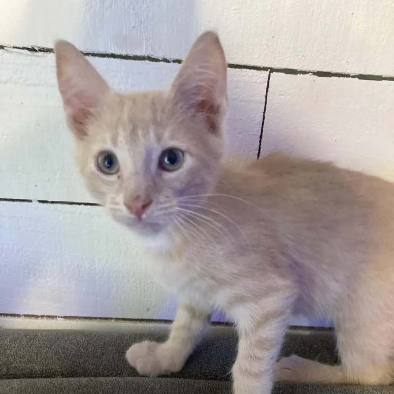 A baby small-sized male Buff / Tan / Fawn Domestic Short Hair cat named Pumpkin DyalSG for adoption in Tallahassee, FL