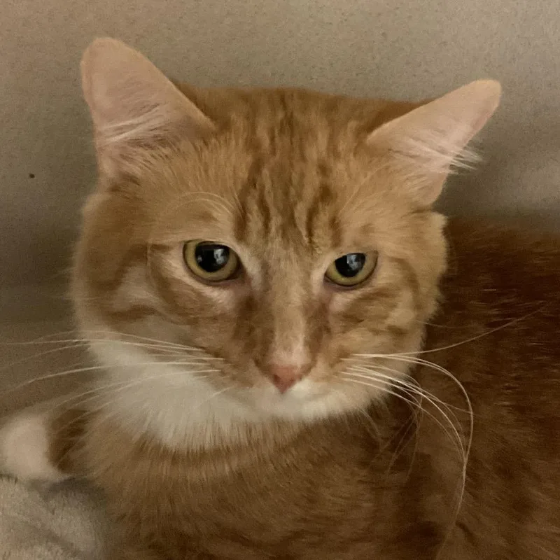An adult large-sized male Orange / Red Domestic Short Hair cat named Cheese for adoption in Redwood City, CA