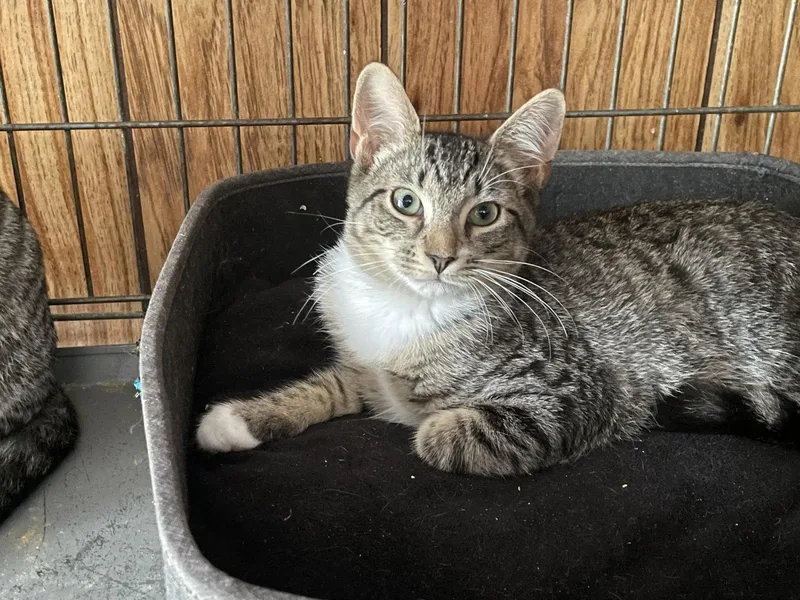 A baby medium-sized male Domestic Short Hair cat named Pepper for adoption in Herndon, VA