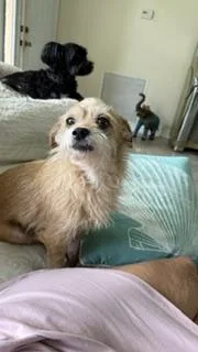 Ginger thumbnail 2