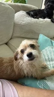 Ginger thumbnail 3