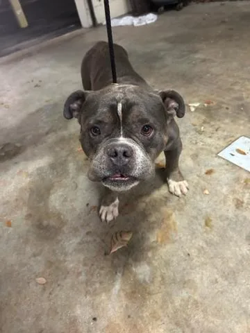 An adult medium-sized male Mixed Breed dog named Dilbert for adoption in West Palm Beach, FL