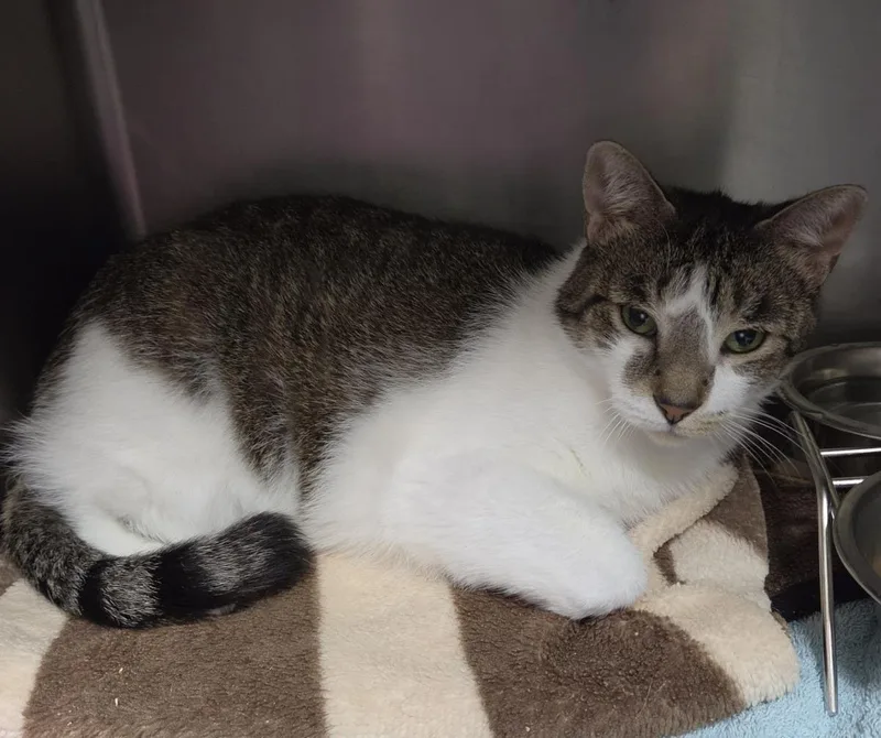 An adult medium-sized female Brown / Chocolate Domestic Short Hair cat named A Cappella for adoption in Plover, WI