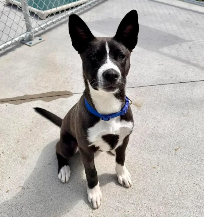 A baby small-sized male Labrador Retriever dog named Billy for adoption in Muskegon, MI