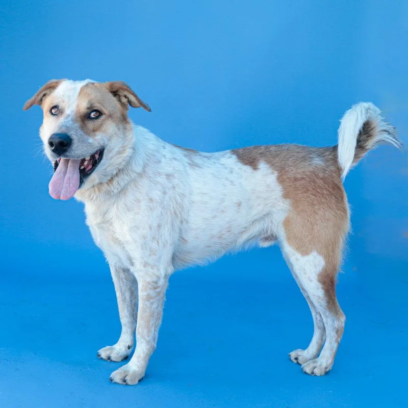 A young medium-sized male Australian Cattle Dog / Blue Heeler dog named Percival for adoption in Pasadena, CA