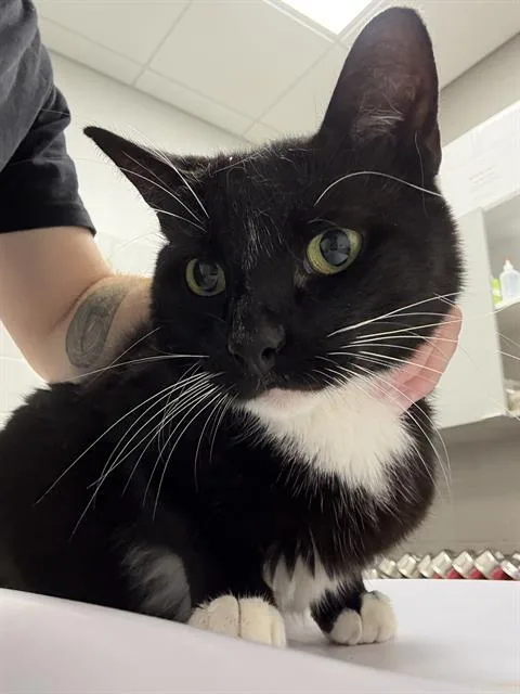 An adult small-sized female Domestic Short Hair cat named Meownt Fuji for adoption in Indianapolis, IN