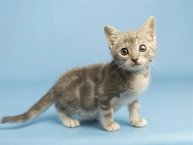A baby small-sized male Domestic Short Hair cat named Lord Billy Bob for adoption in Phoenix, AZ