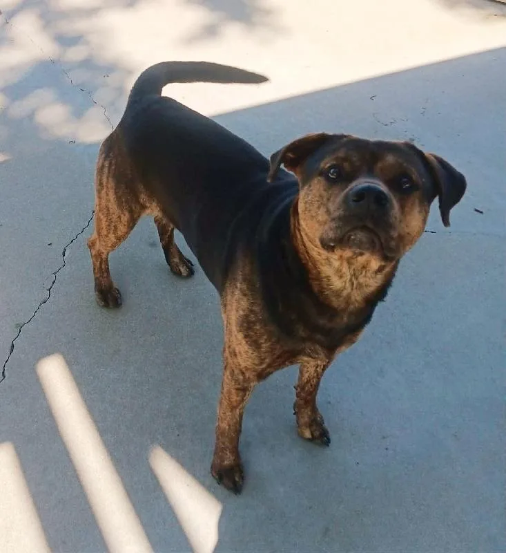 An adult medium-sized male Rottweiler dog named Lucas for adoption in Seymour, IN